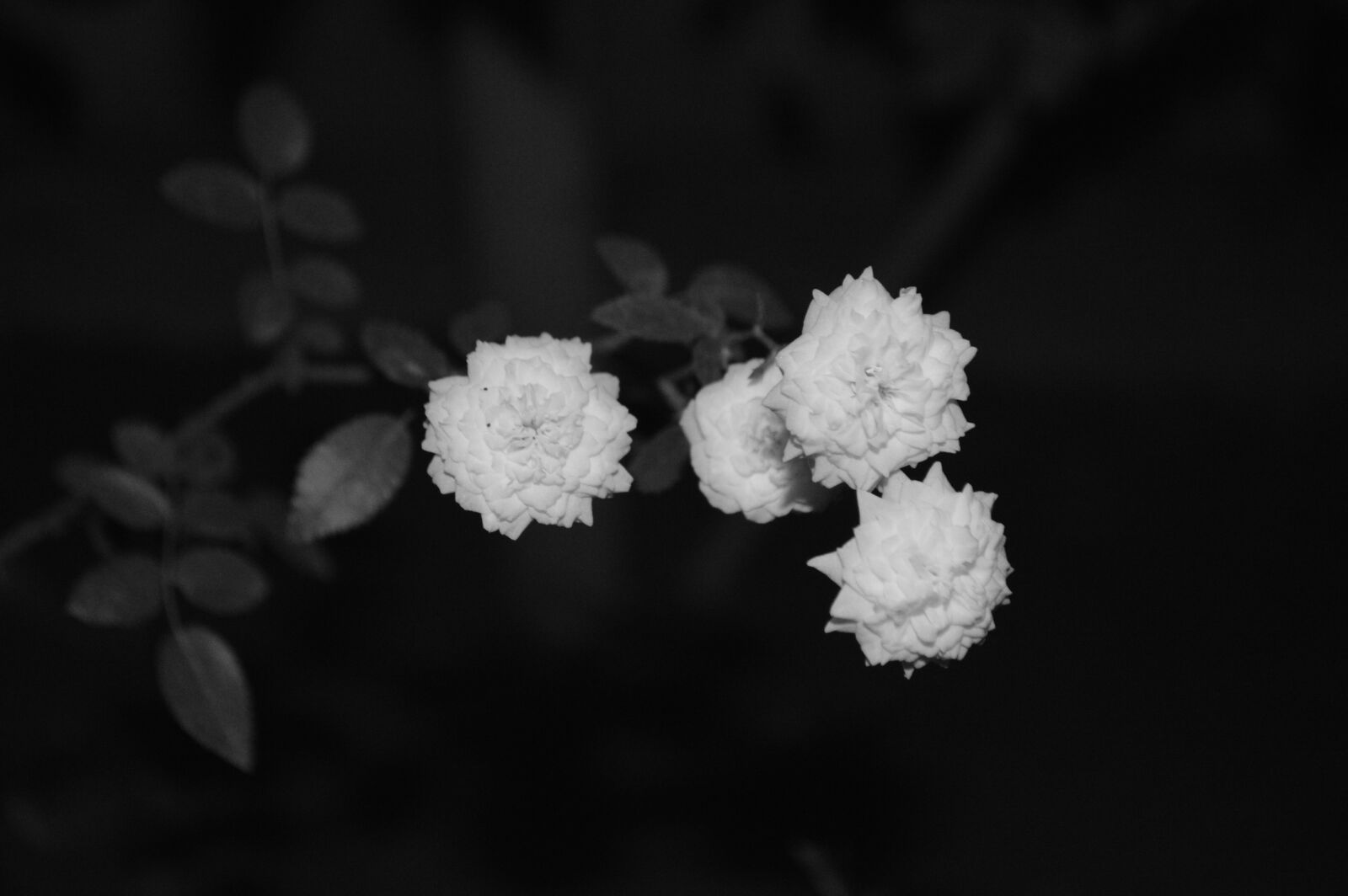 Nikon D3200 sample photo. White flower, black and photography