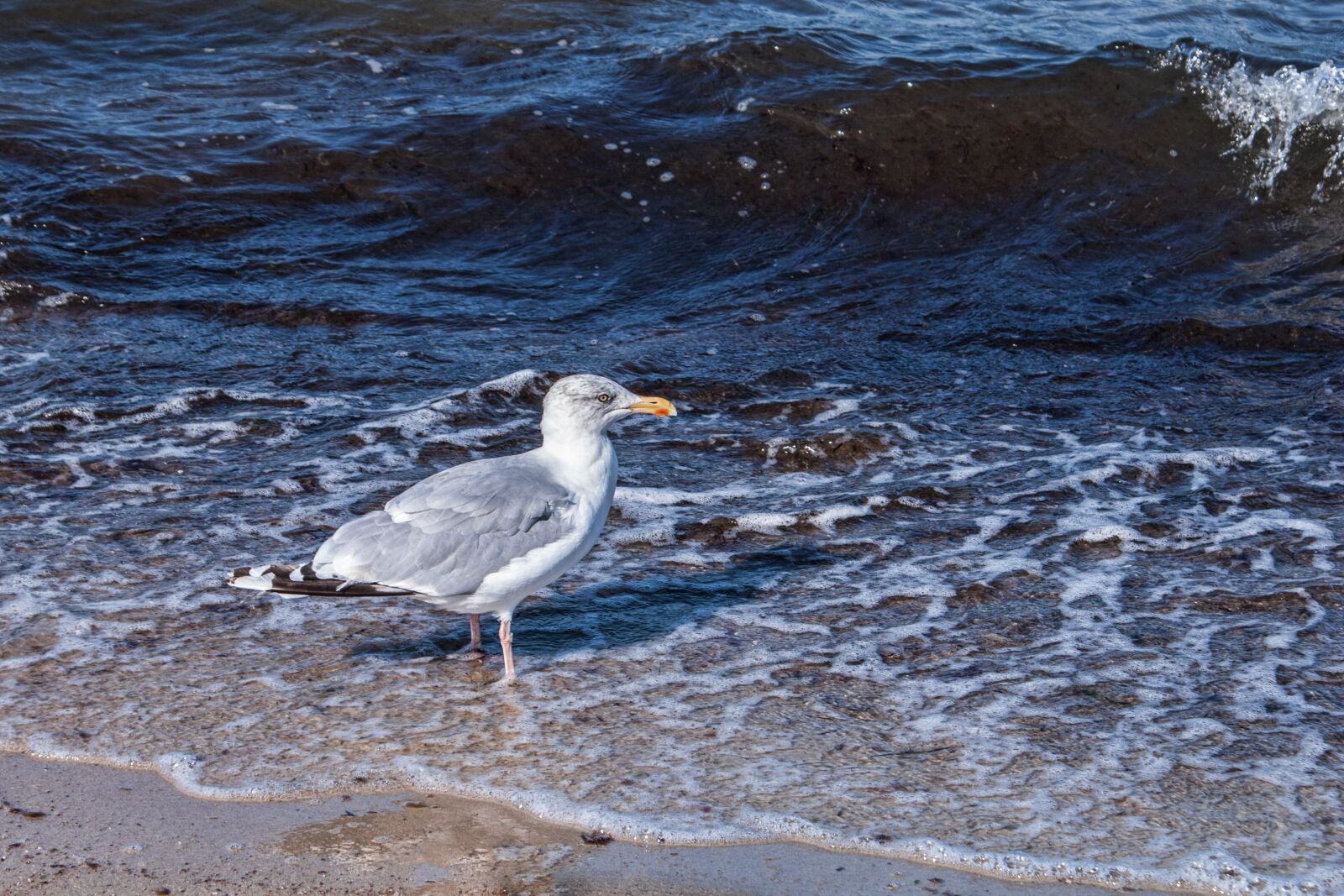 Sony Alpha DSLR-A100 sample photo. Waters, sea, nature photography