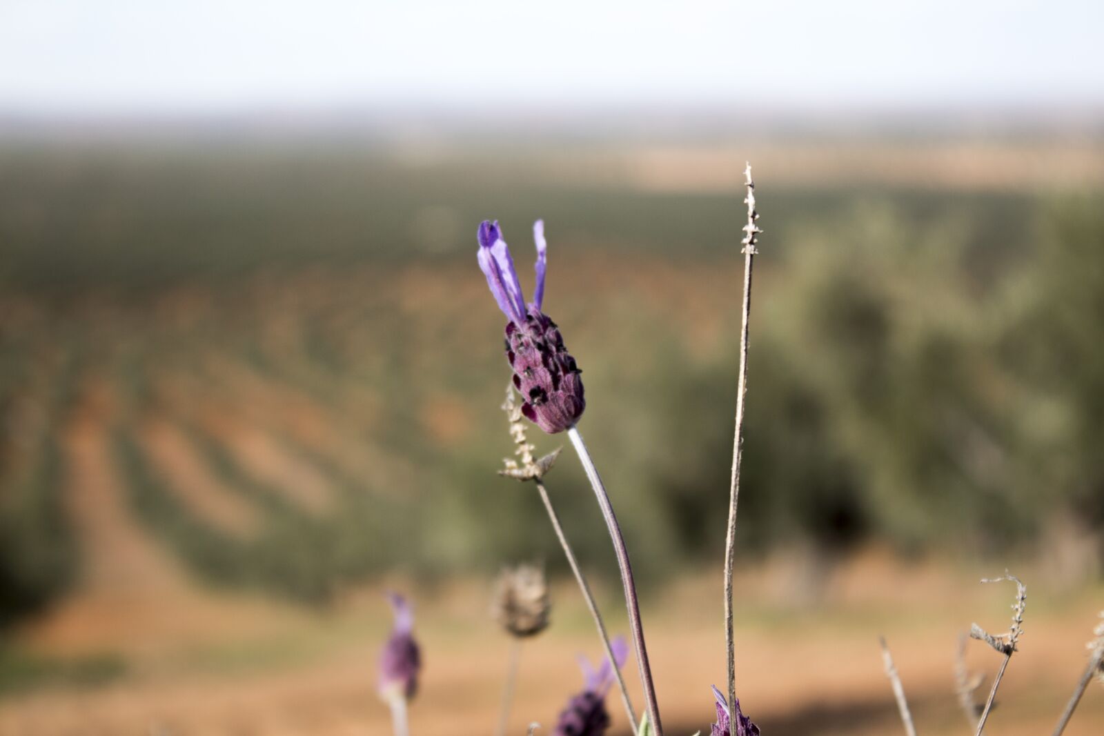 Canon EOS 1300D (EOS Rebel T6 / EOS Kiss X80) sample photo. Field, flowers, lavender photography