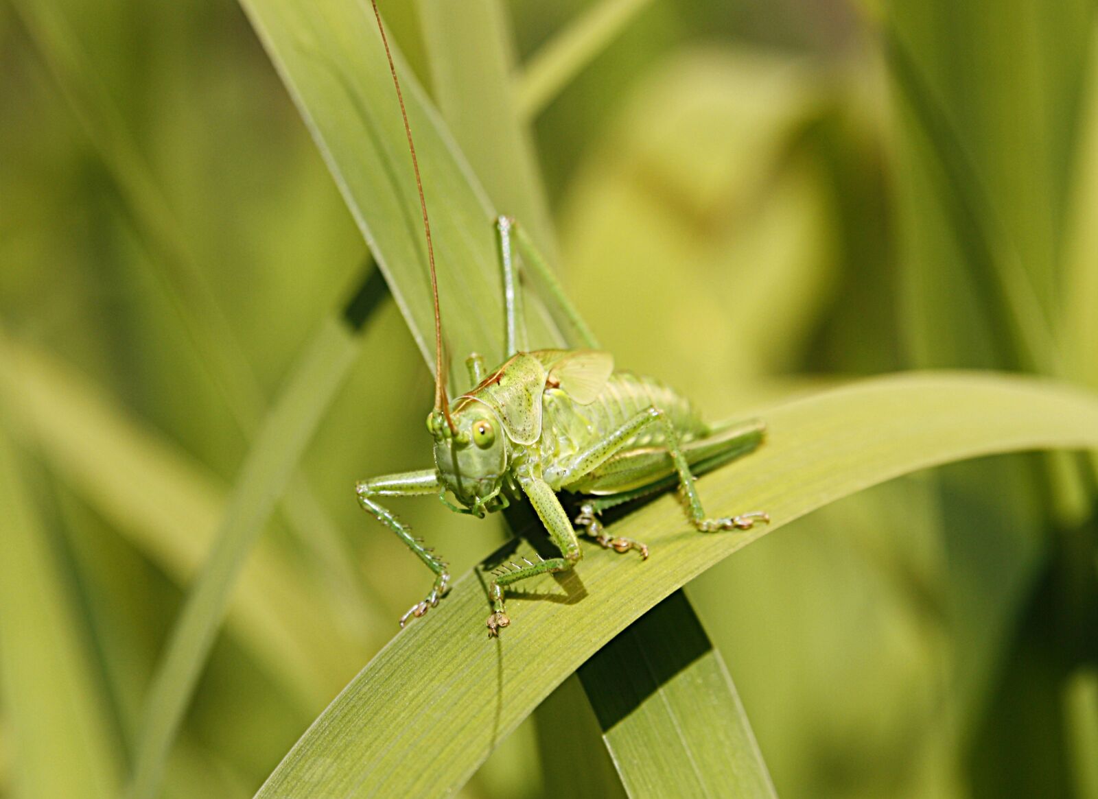 Canon EOS 450D (EOS Rebel XSi / EOS Kiss X2) sample photo. Green, grasshopper, flip photography