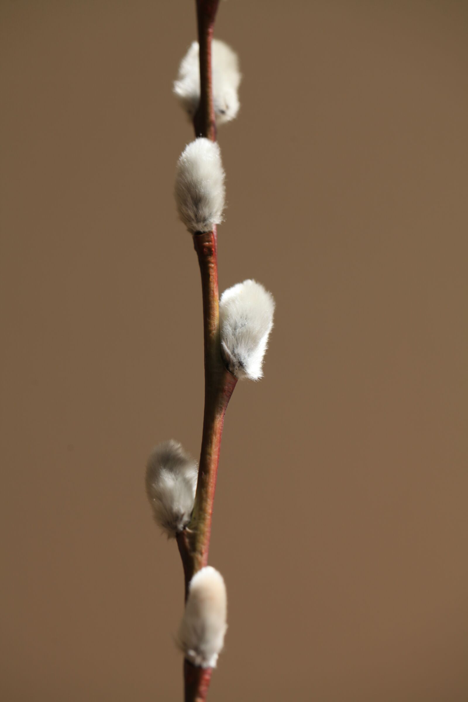 Canon EOS 5D Mark II sample photo. Spring, the basis of photography