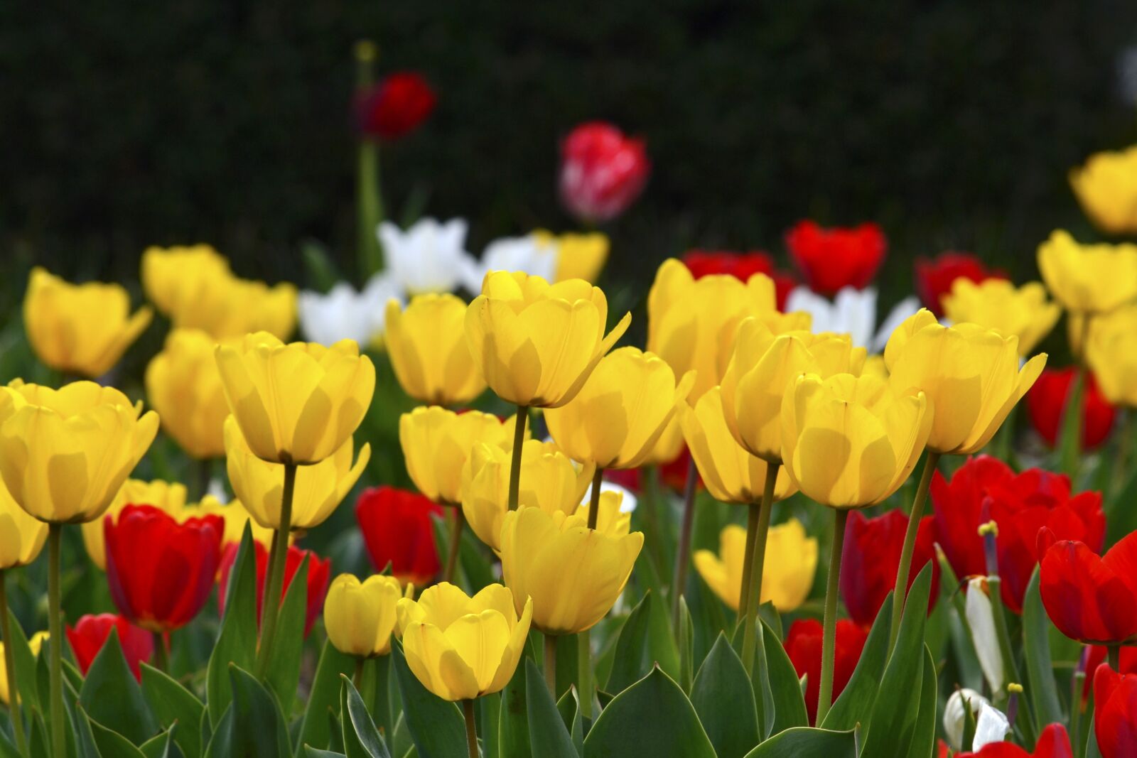 Nikon D3100 sample photo. Tulip, yellow, red photography