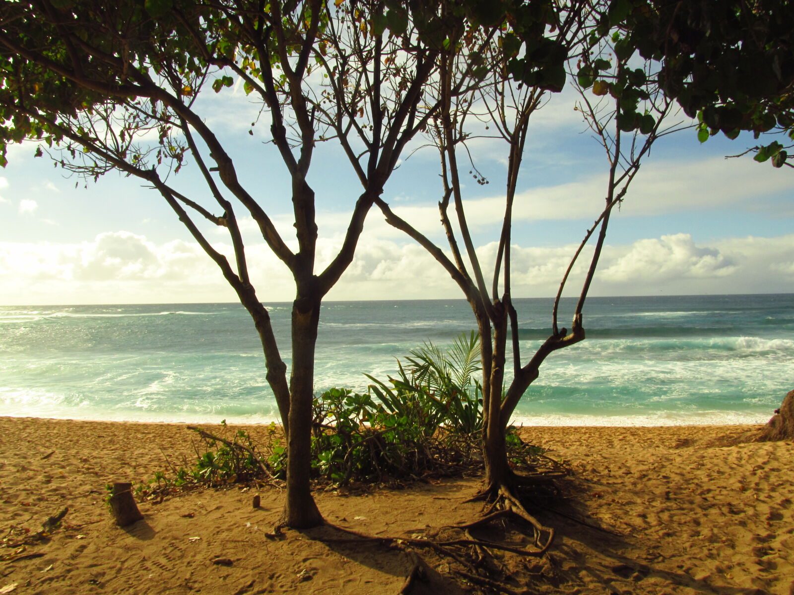 Canon PowerShot SX150 IS sample photo. Tree, beach, hawaii, pipeline photography