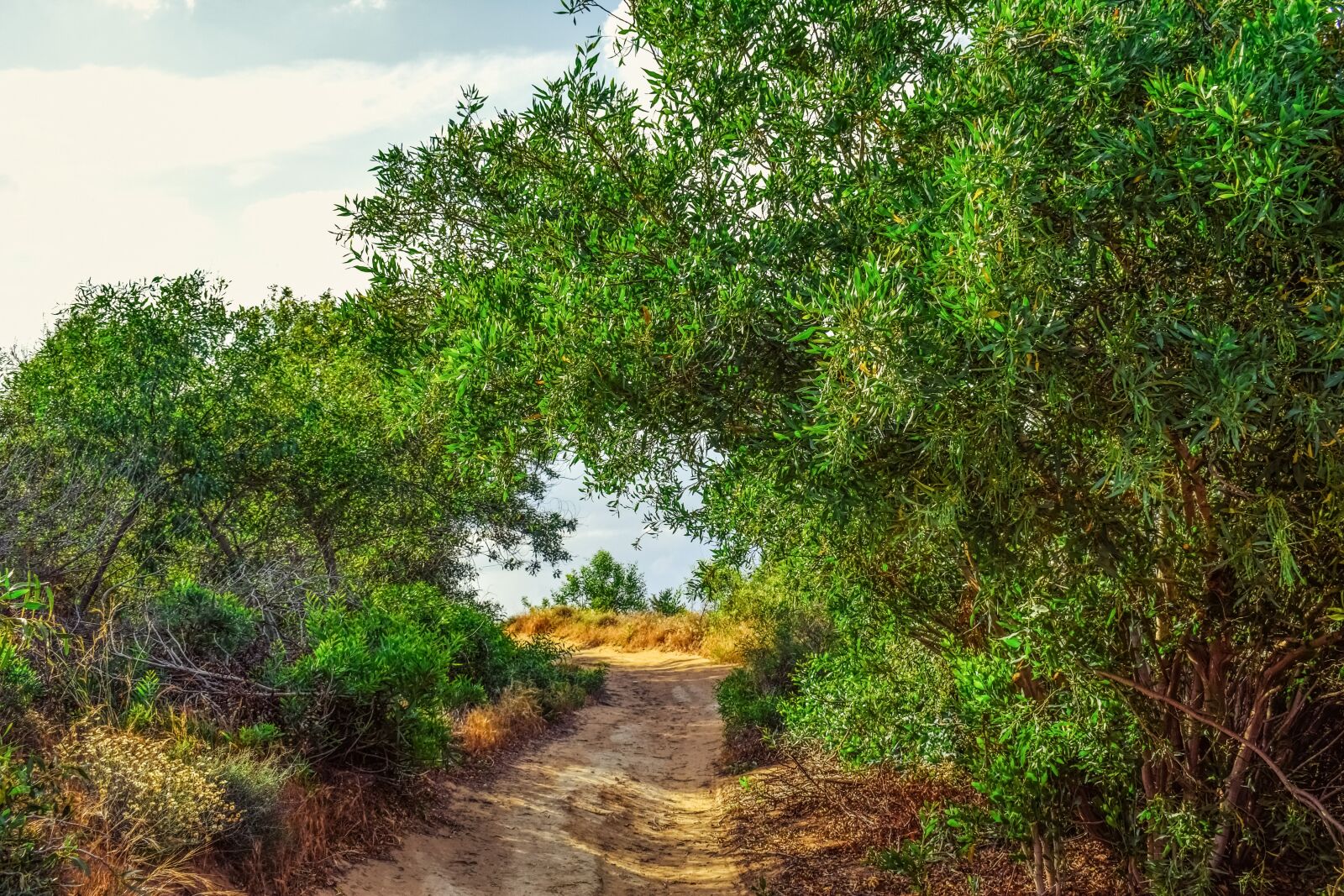 Nikon D3300 sample photo. Path, trees, nature photography