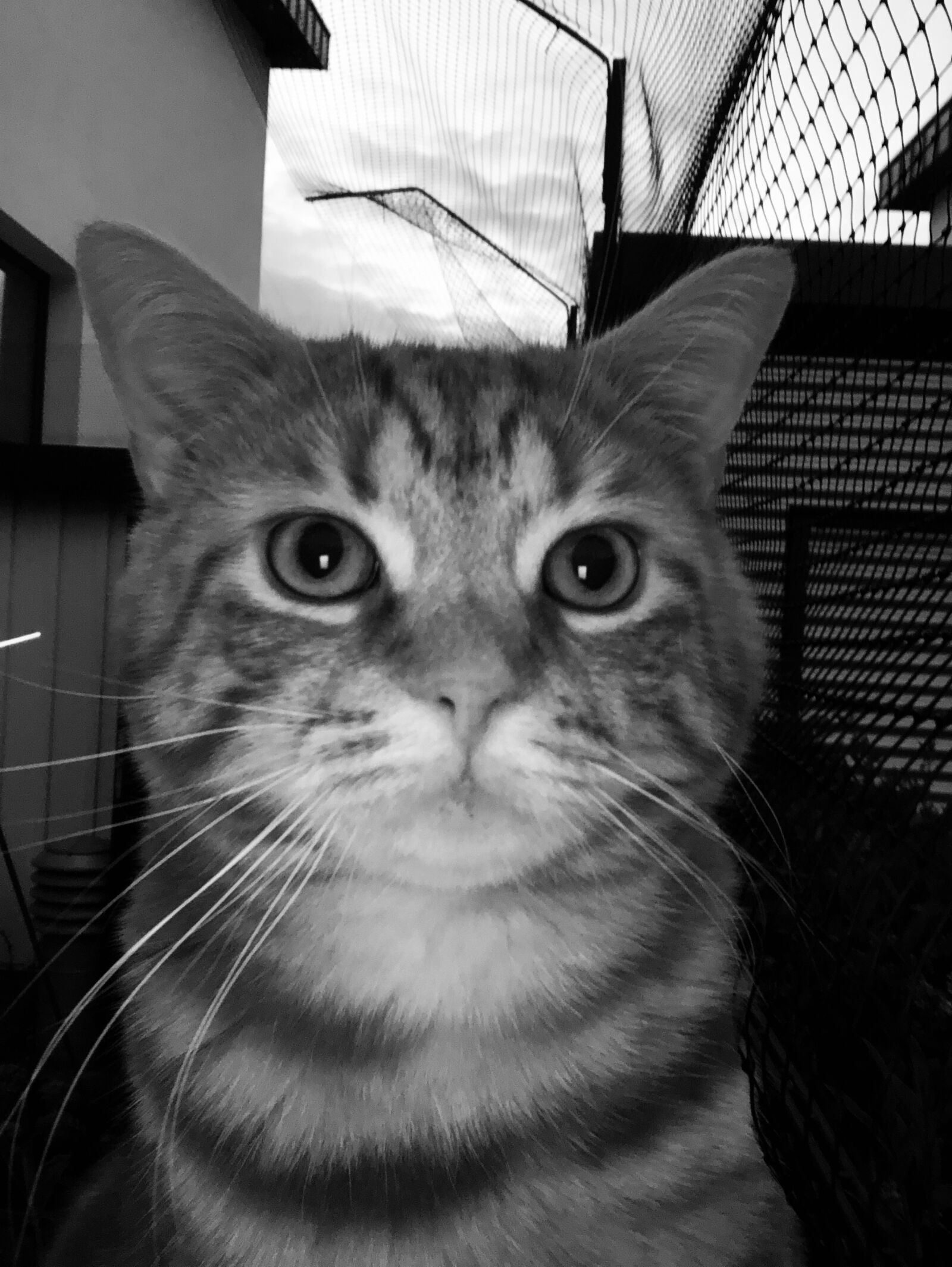 Apple iPhone 8 sample photo. Cat, kitten, gustaf photography