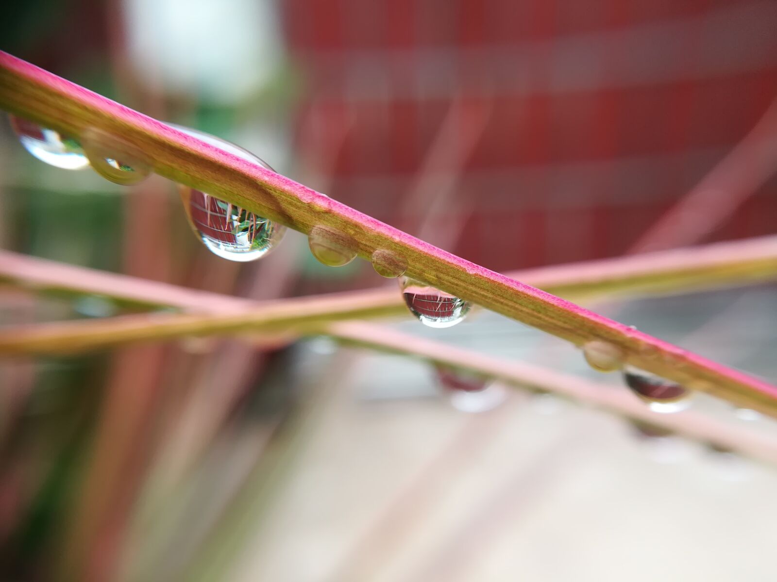 HUAWEI GR5 2017 sample photo. Drops of water, autumn photography