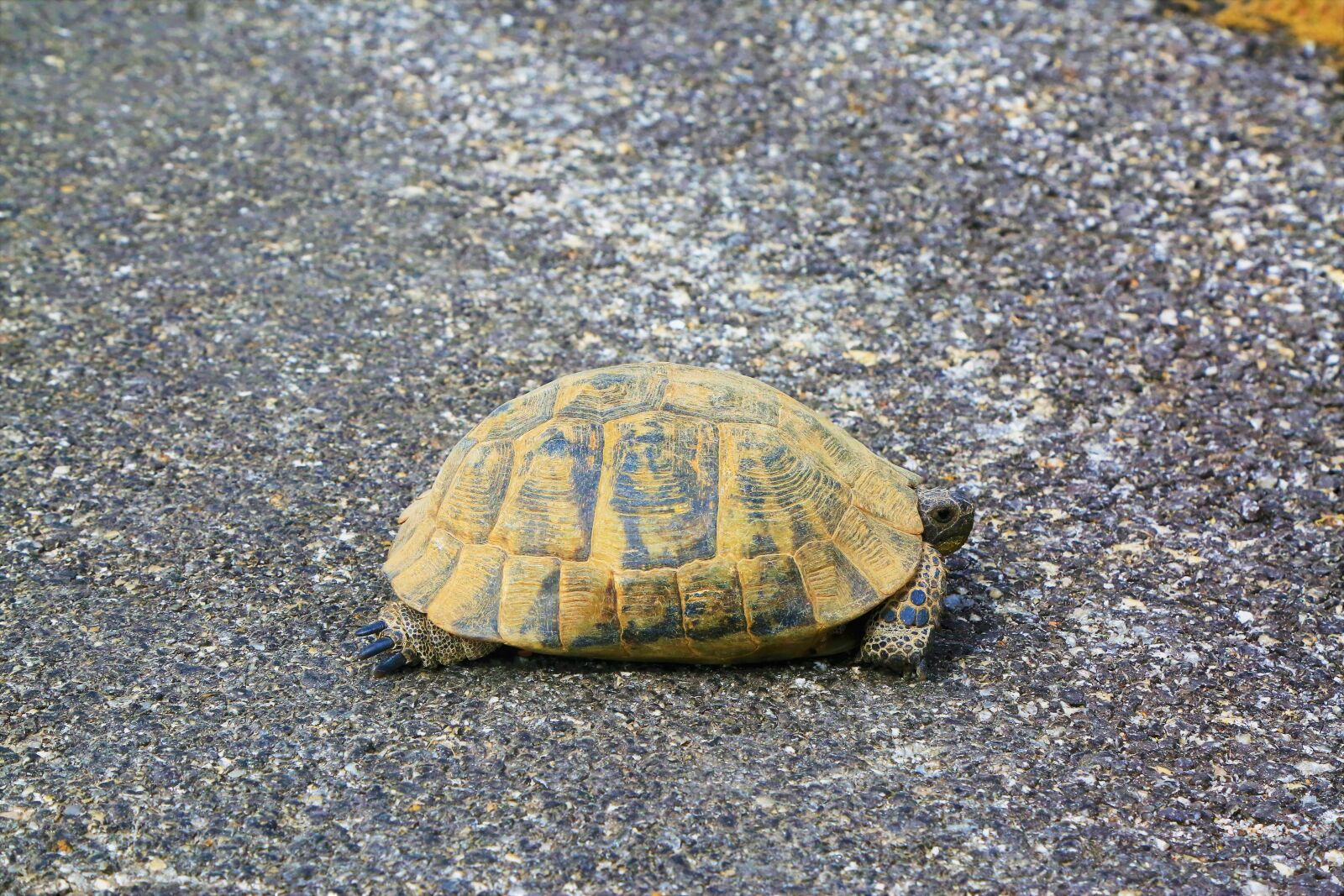Canon EF 24-105mm F4L IS USM sample photo. Tortoise, animal, nature photography