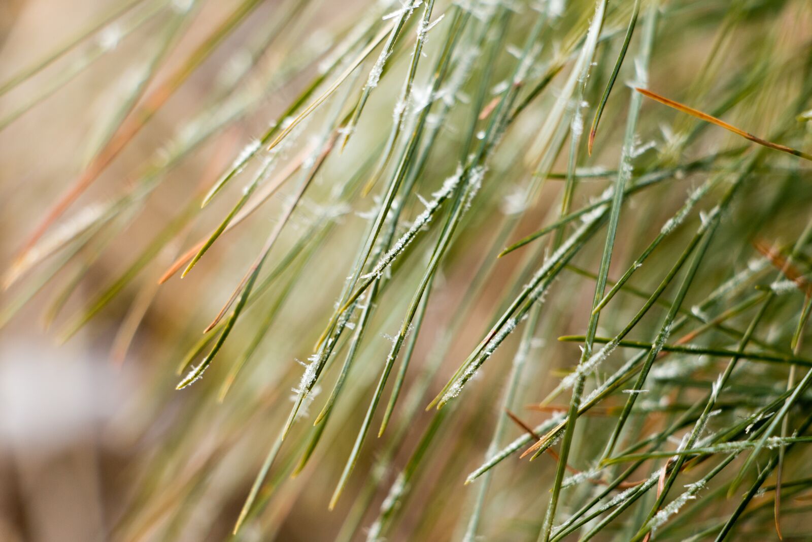 Canon EOS 70D sample photo. Pines, bhutan, scenery photography