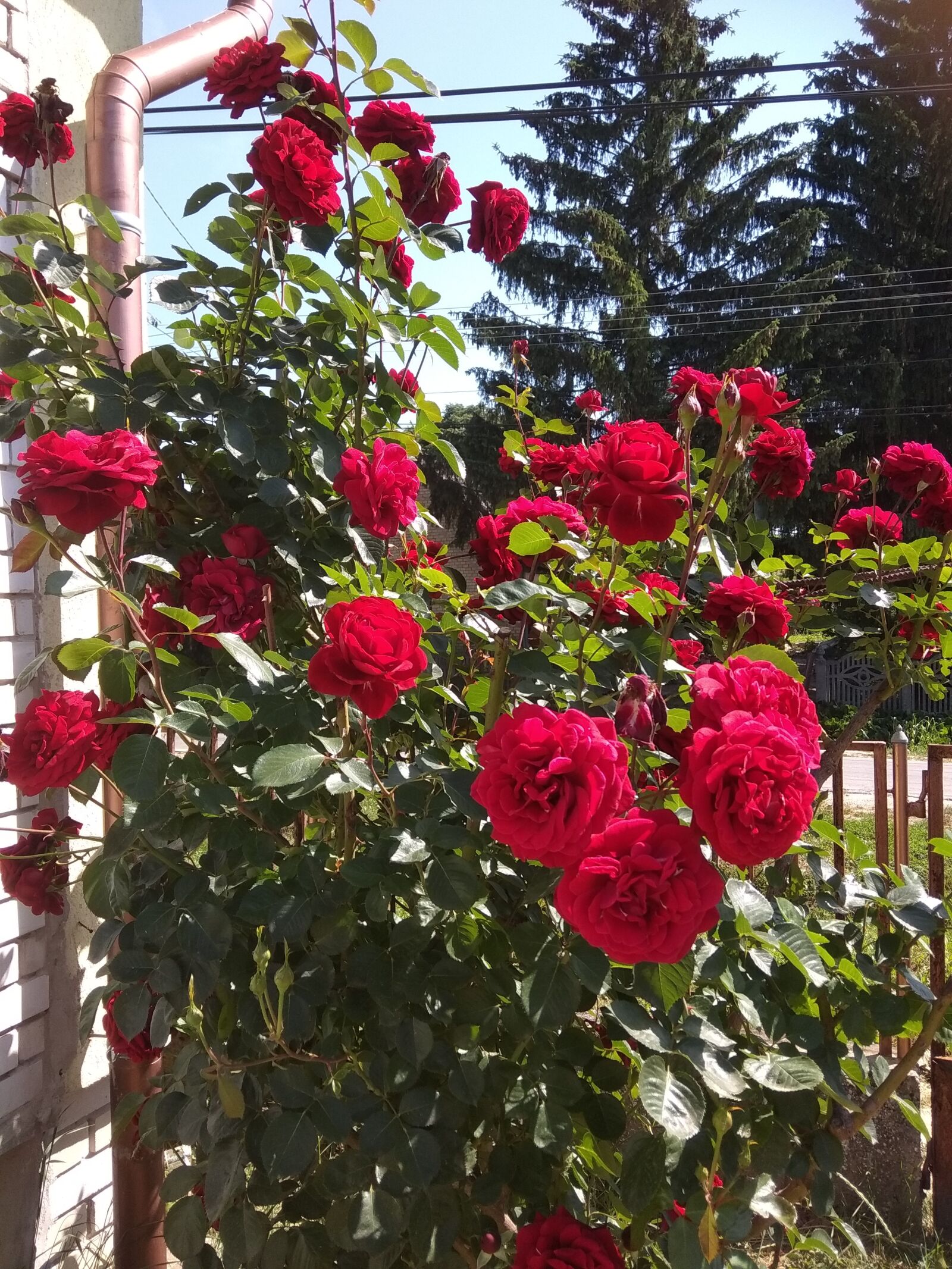Xiaomi Redmi Note 5A sample photo. Rose, roses, red rose photography
