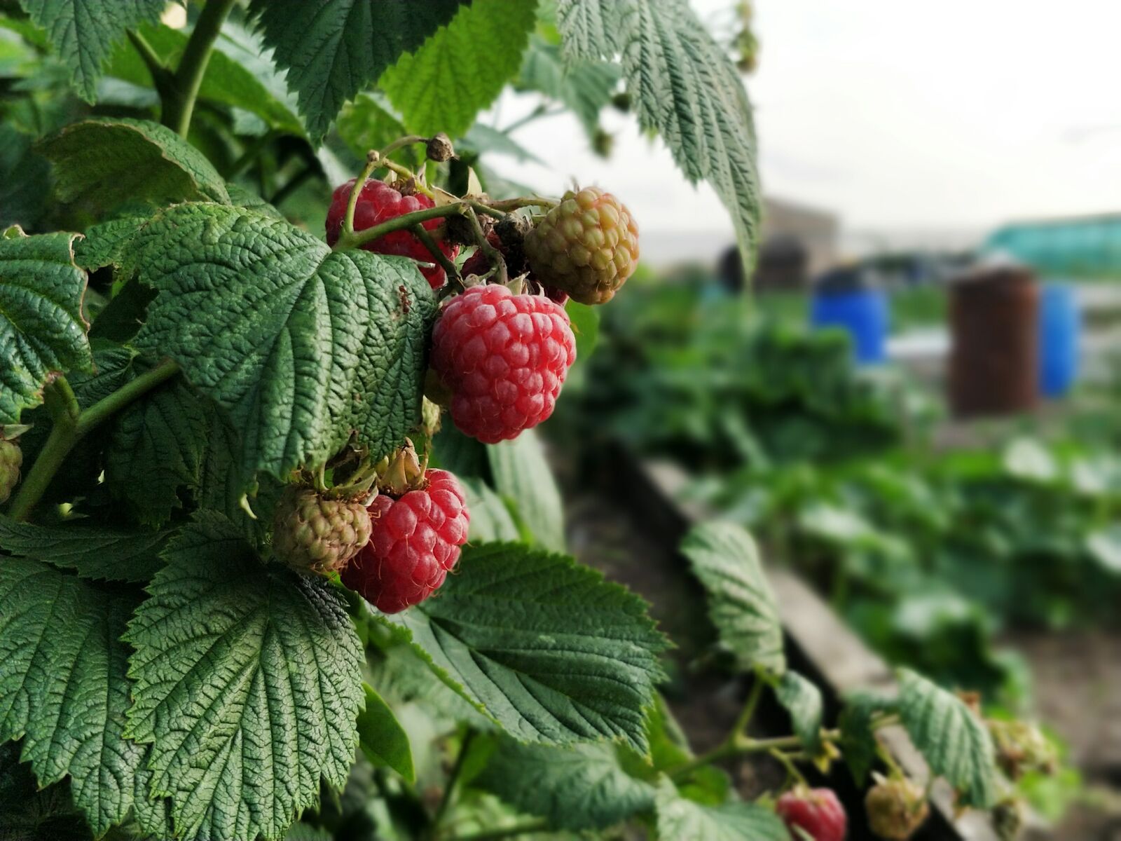 OnePlus 5 sample photo. Raspberry, raspberries, garden photography