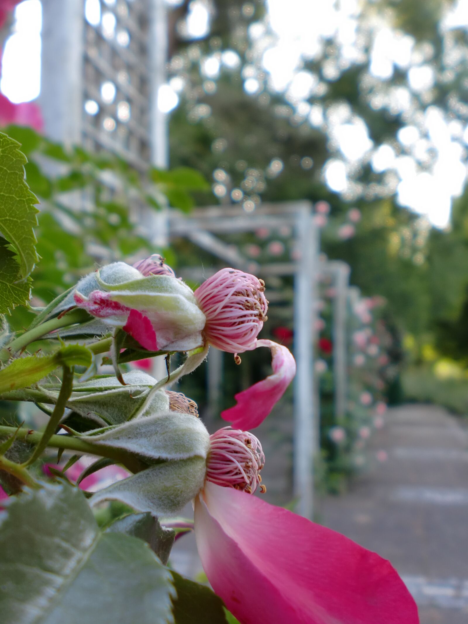 CASIO EX-Z90 sample photo. Roses, rose garden, blossom photography