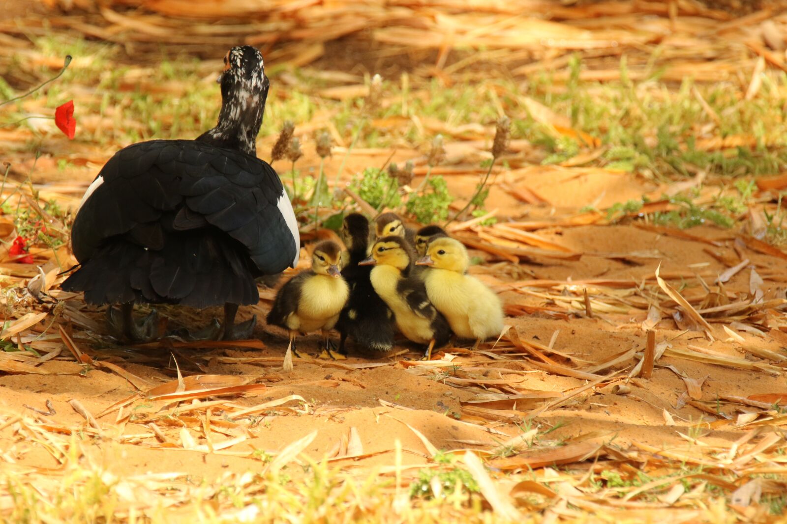 Canon EOS 7D Mark II sample photo. Goose, goslings, waterbirds photography