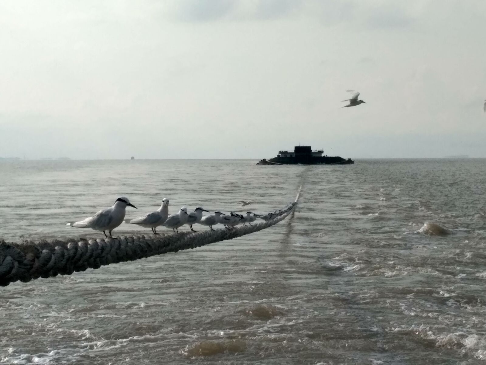 Xiaomi Redmi 3S sample photo. Bird, the sea, rope photography