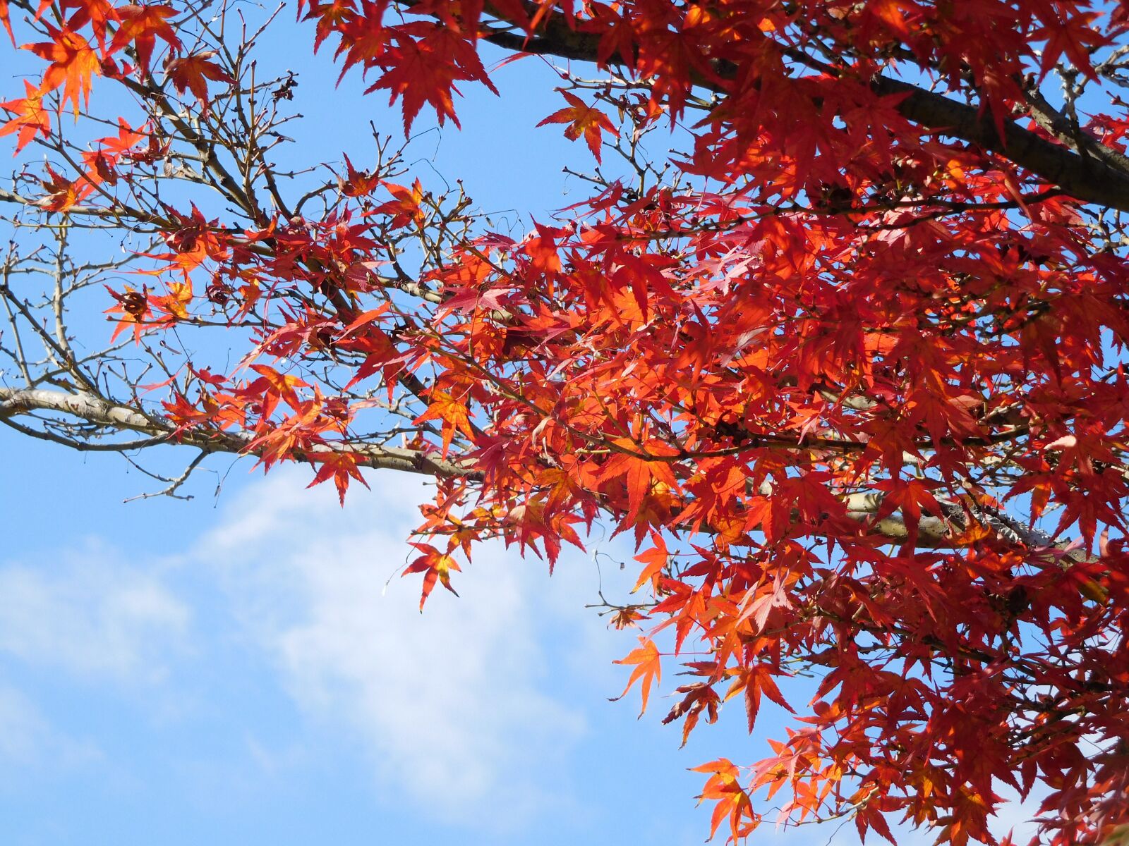 Nikon Coolpix S7000 sample photo. Nature, leaf, red photography