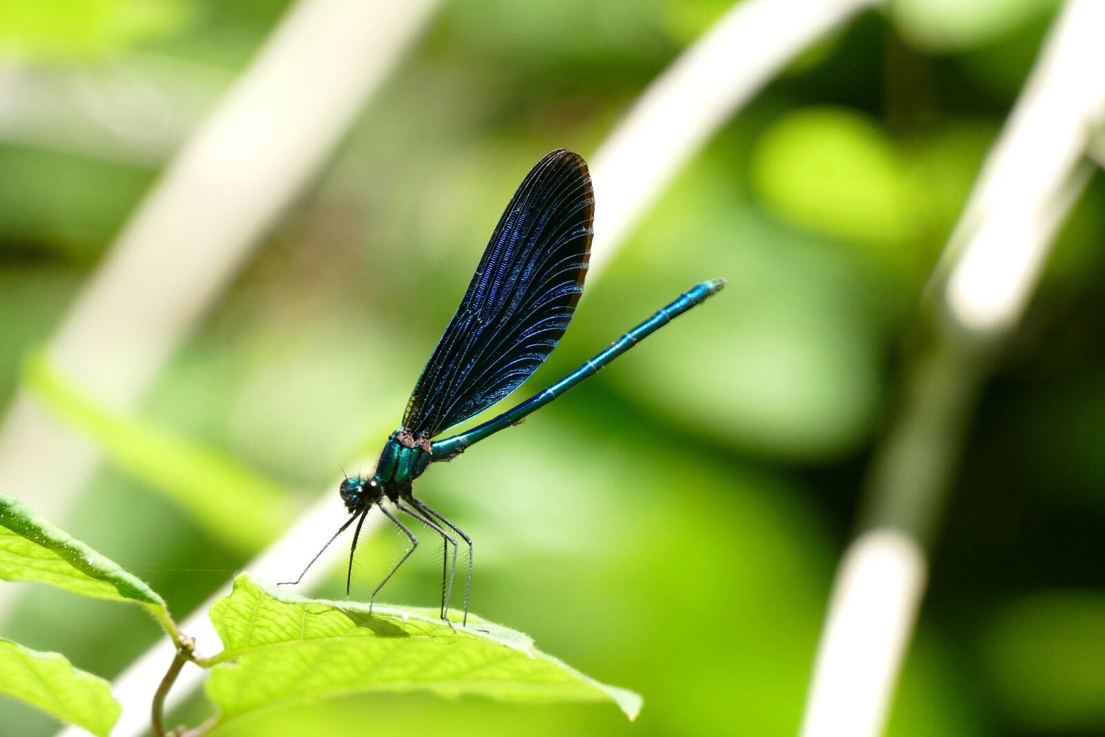 Panasonic Lumix DMC-FZ1000 sample photo. Blue-winged demoiselle, calopteryx virgo photography