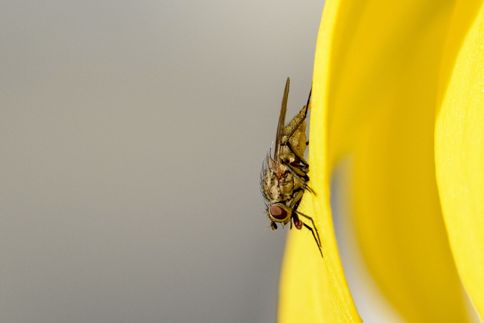 Nikon D3300 sample photo. Fly, hairy, closeup photography