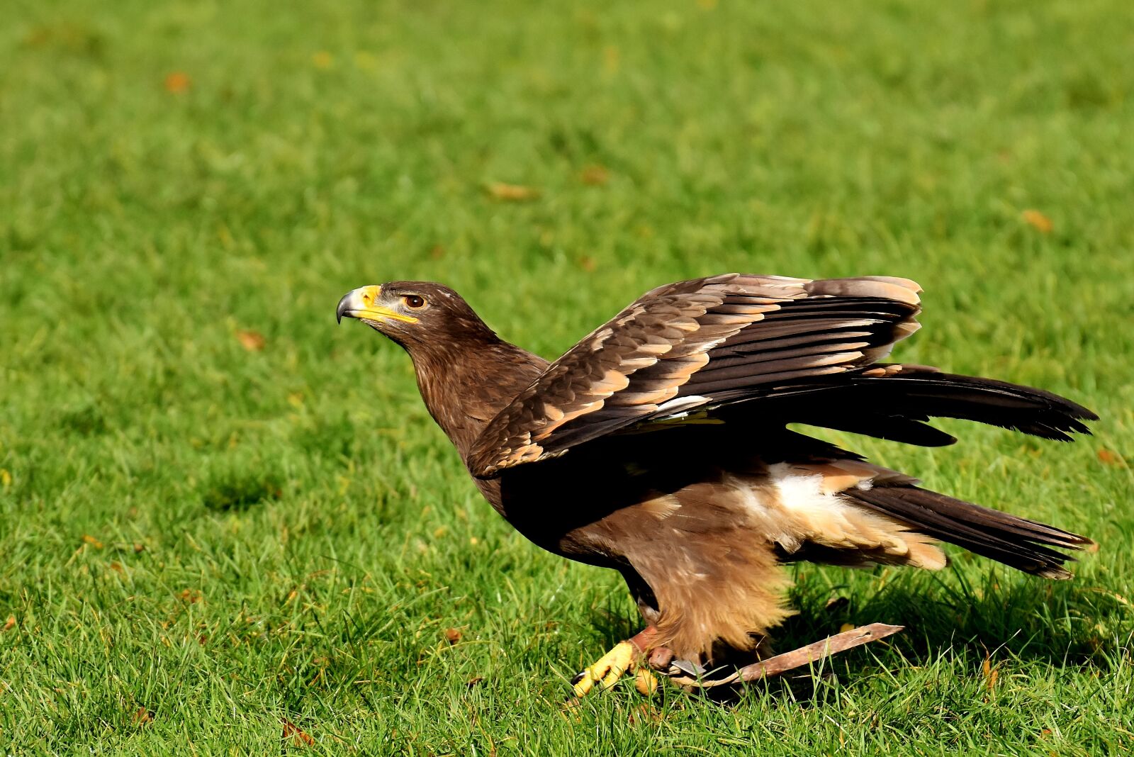 Nikon D7200 sample photo. Adler, raptor, bird of photography