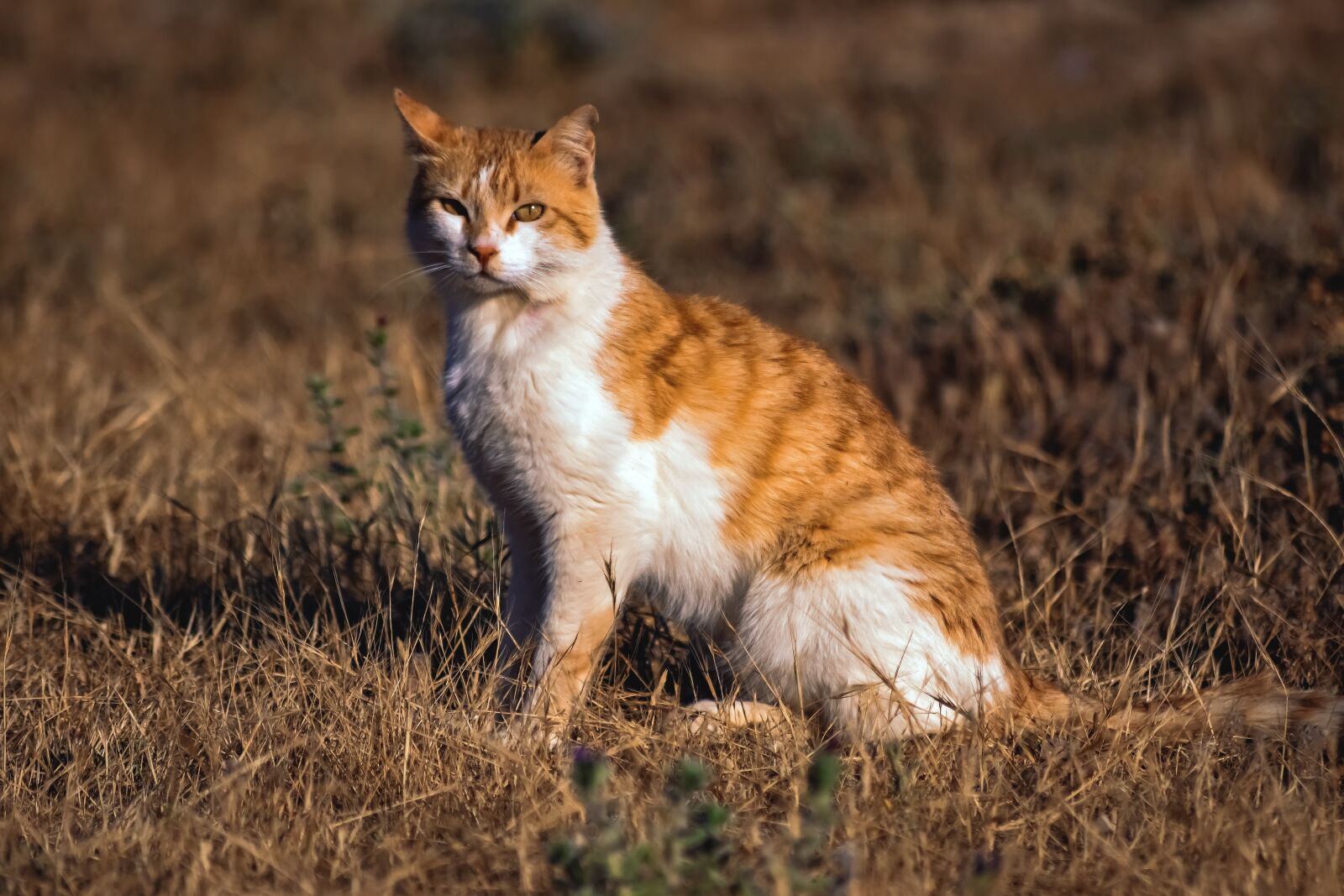 Nikon D3300 sample photo. Cat, stray, animal photography