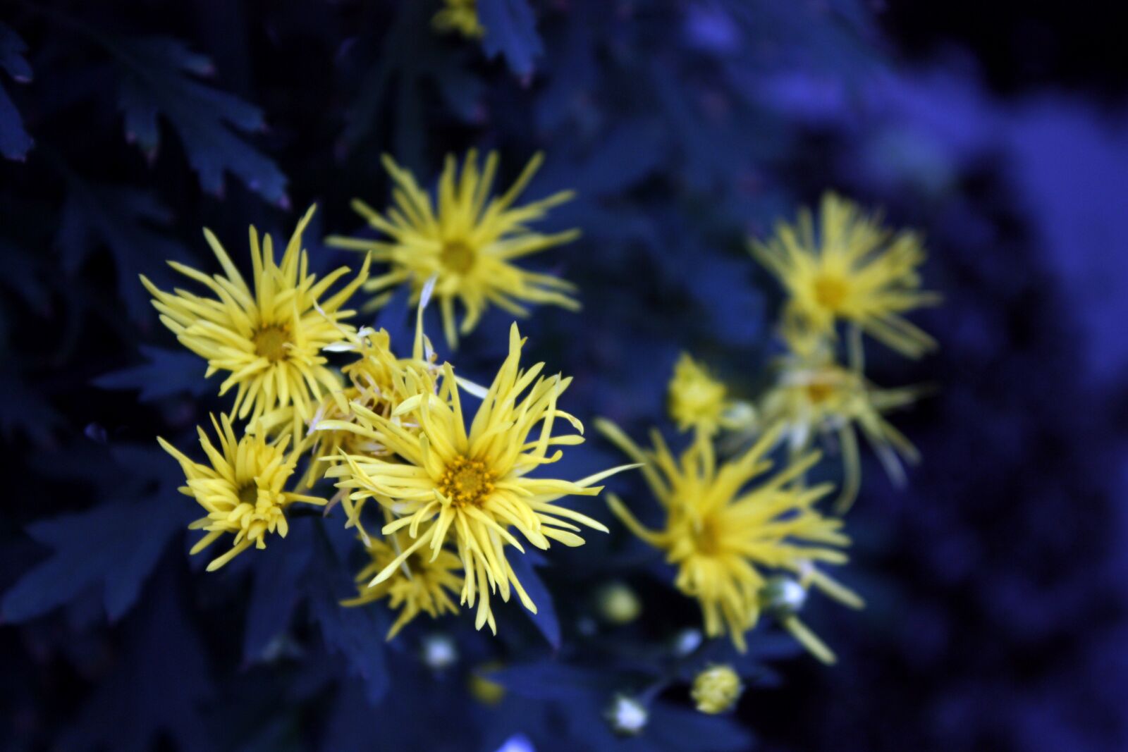 Canon EOS 450D (EOS Rebel XSi / EOS Kiss X2) sample photo. Chrysanthemum, yellow, crowding photography
