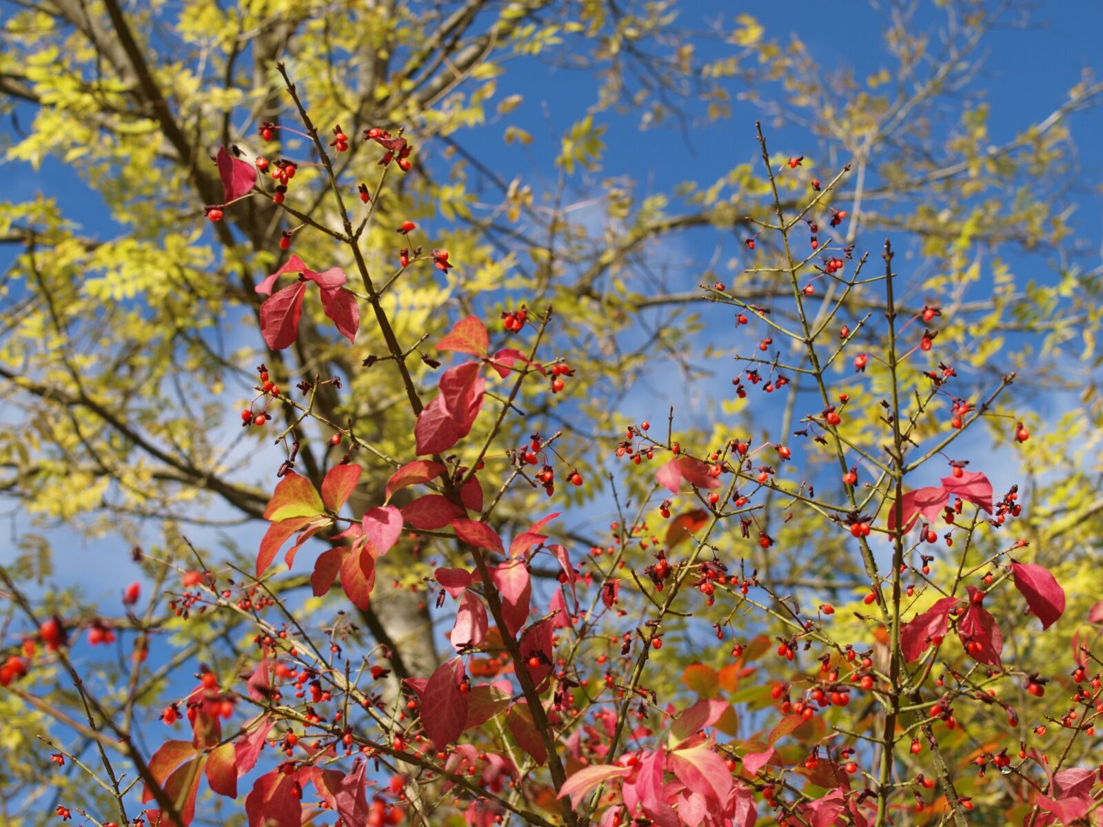 Olympus E-520 (EVOLT E-520) sample photo. Tree, leaves, autumn photography