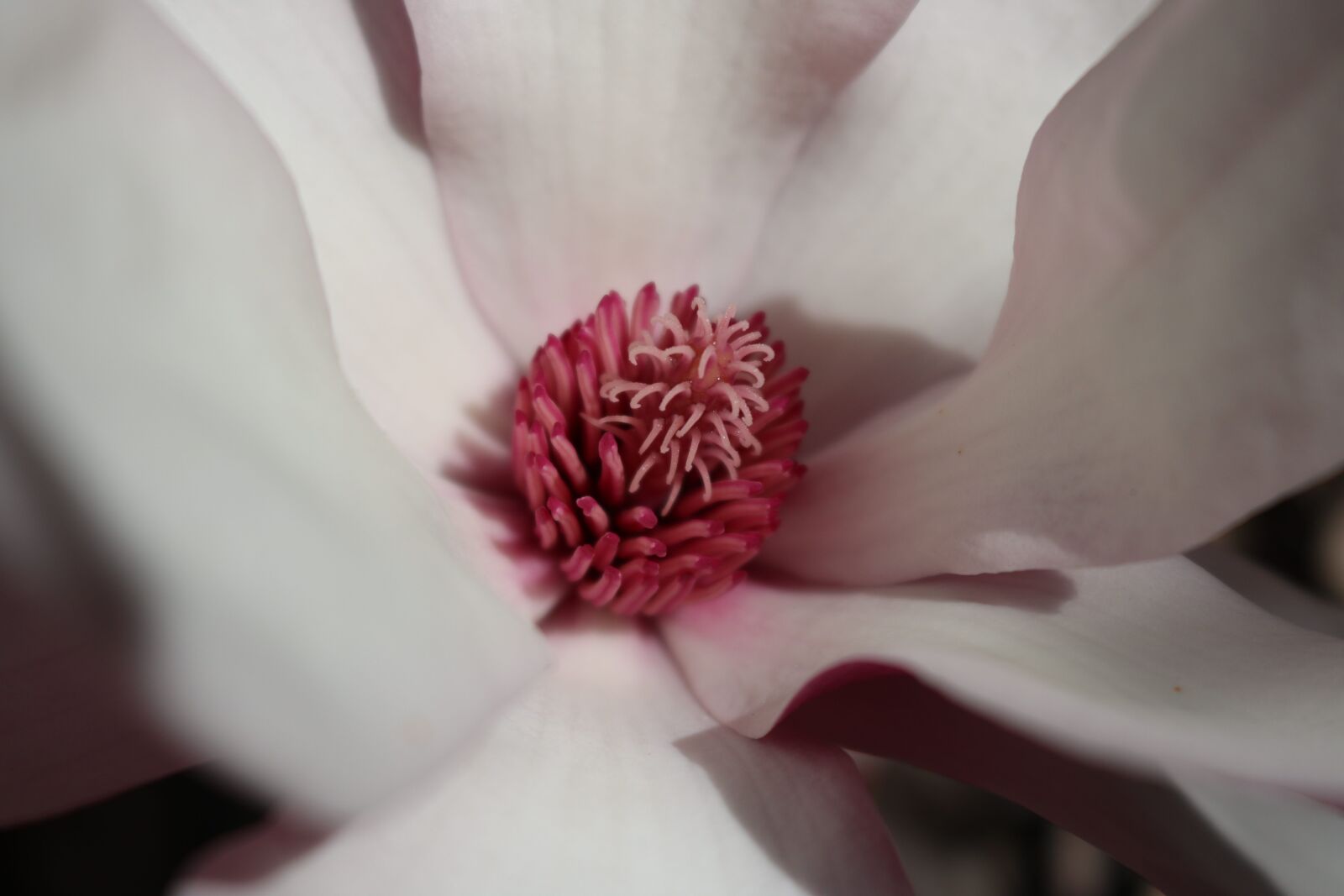 Canon EOS 750D (EOS Rebel T6i / EOS Kiss X8i) sample photo. Flower, nature, delicate photography