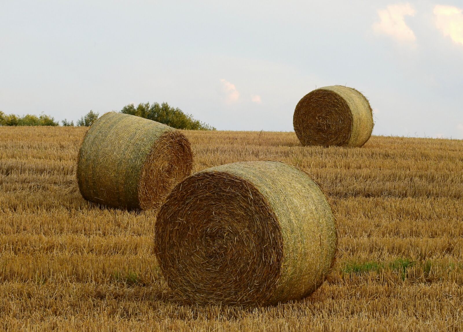 Nikon Coolpix P900 sample photo. Agriculture, harvest, field photography