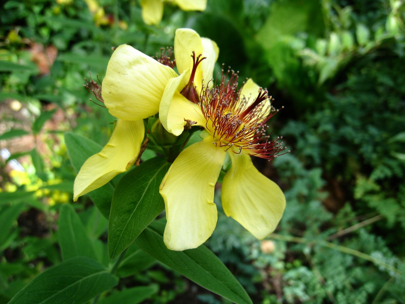 Canon DIGITAL IXUS 860 IS sample photo. Flower, yellow, green photography