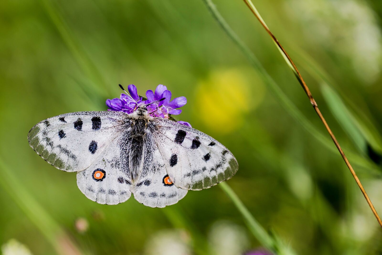 Canon EF 70-300mm F4-5.6L IS USM sample photo. Butterfly, nature, insect photography