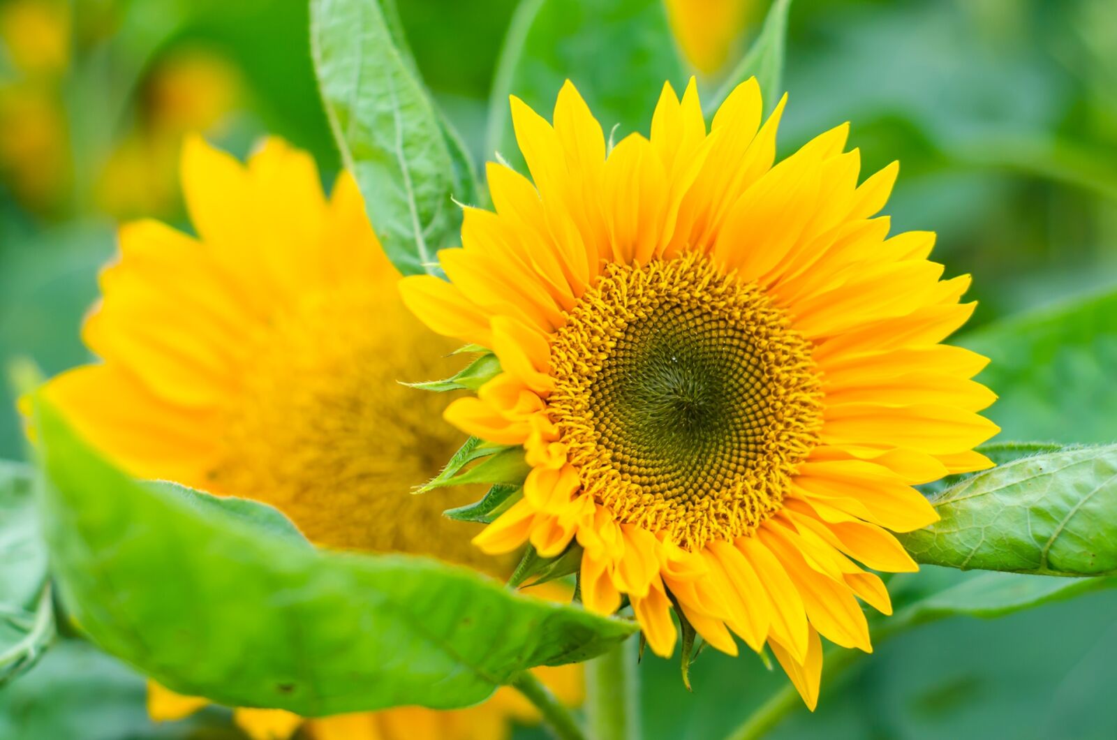 Nikon D7000 sample photo. Sunflower, yellow, plant photography