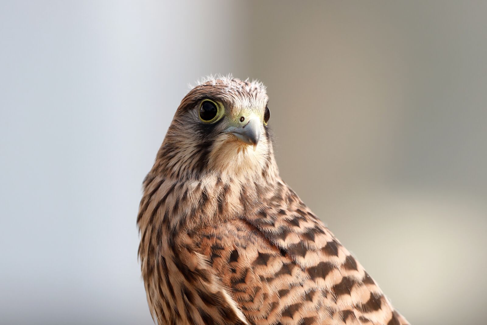 Canon EOS R + 150-600mm F5-6.3 DG OS HSM | Contemporary 015 sample photo. Falcon, young hawk, raptor photography