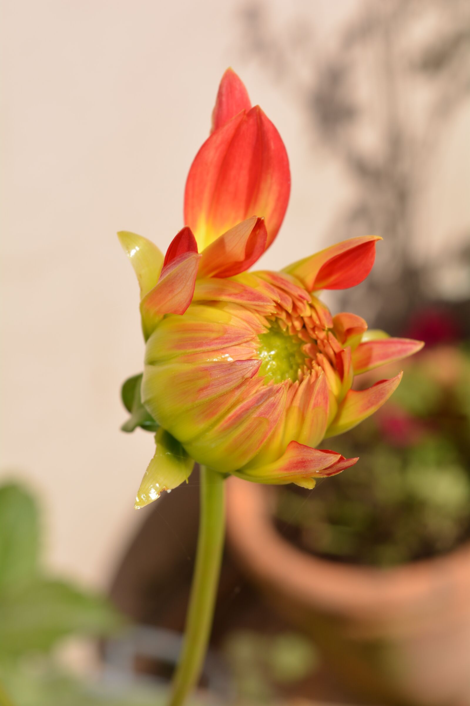 Nikon D5200 sample photo. Flower, dahlia, orange photography