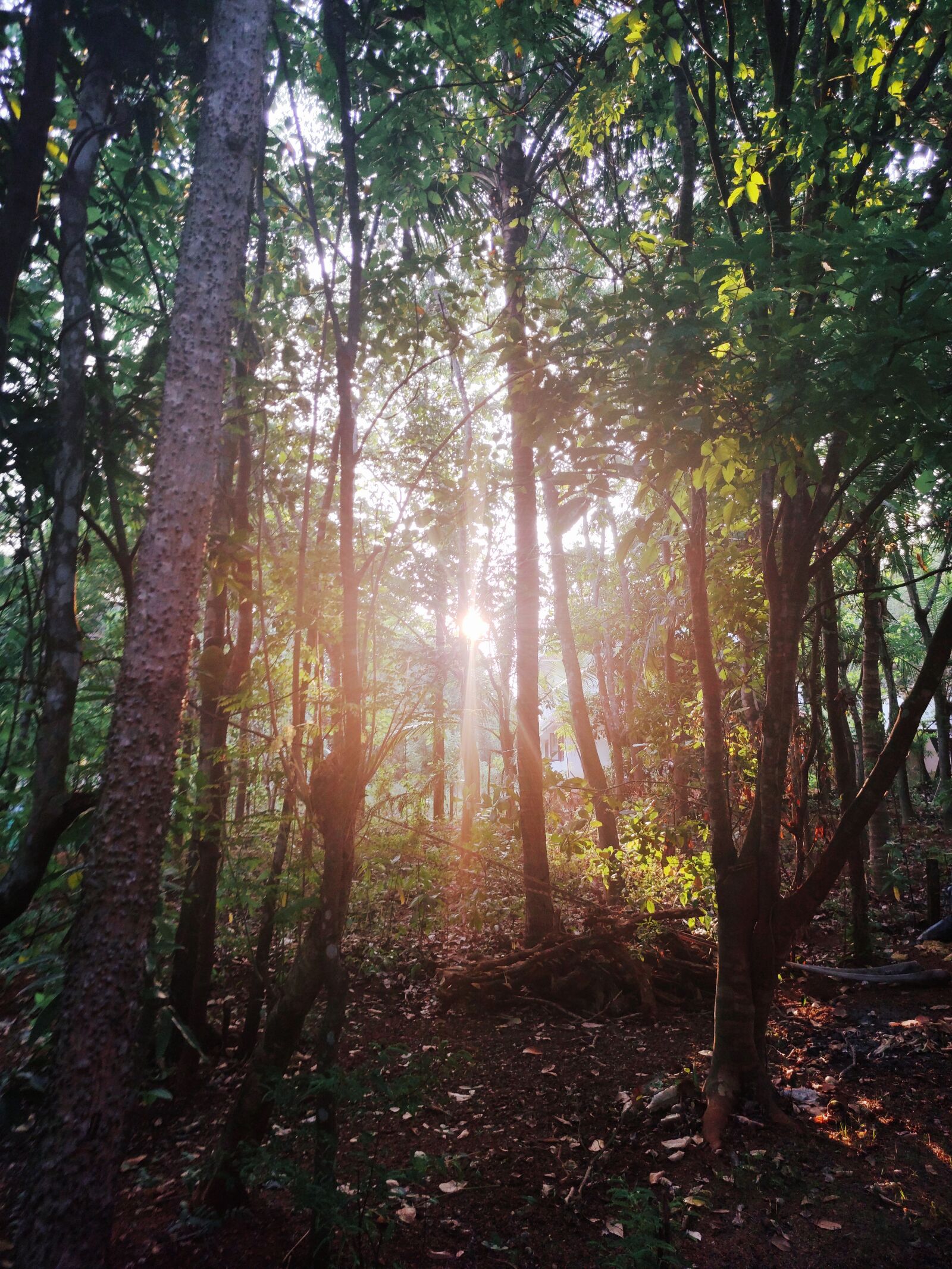 Xiaomi Redmi Note 7 Pro sample photo. Nature, trees, sunrise photography