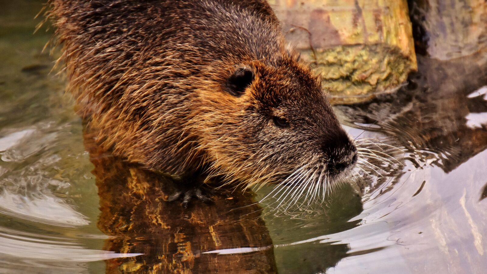 Nikon D7200 sample photo. Nutria, water rat, water photography