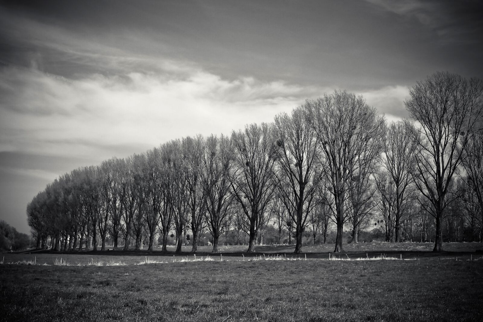 Olympus OM-D E-M10 sample photo. Landscape, meadowlands, trees photography