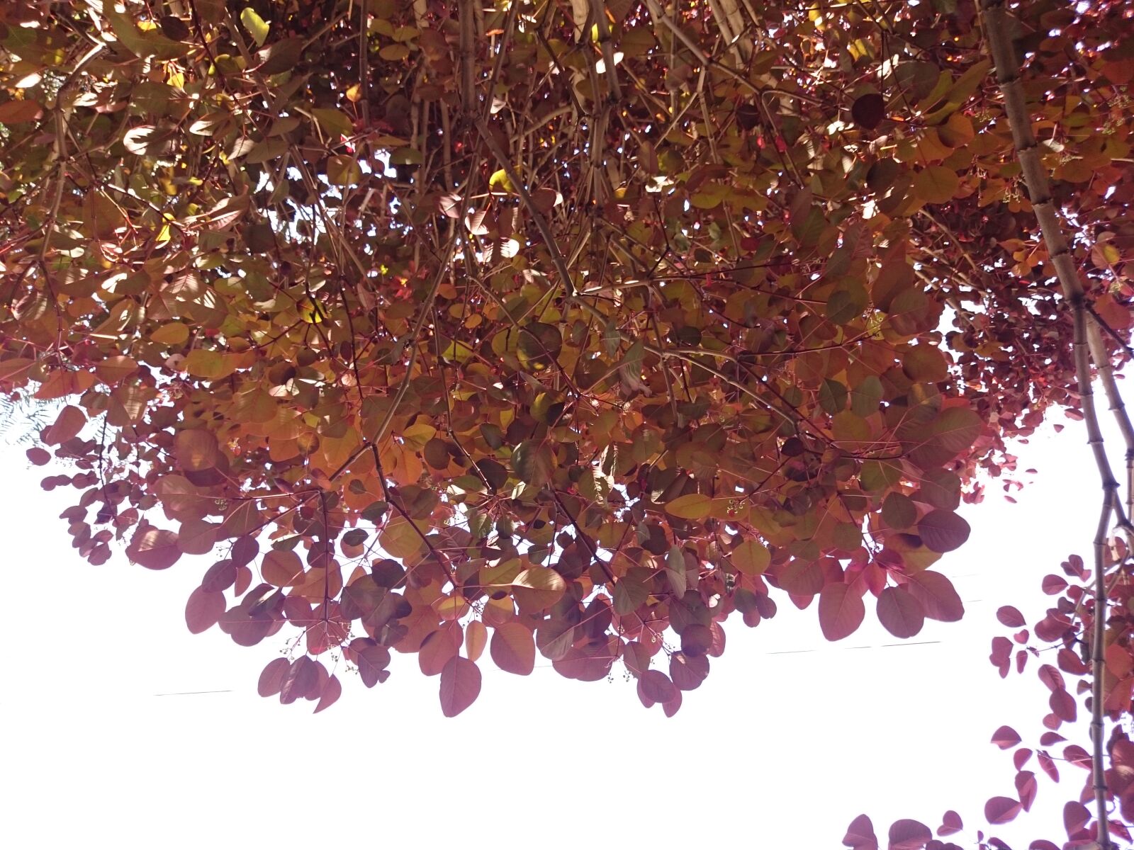 Sony Xperia Z2 sample photo. Brown, leaves, leaves photography