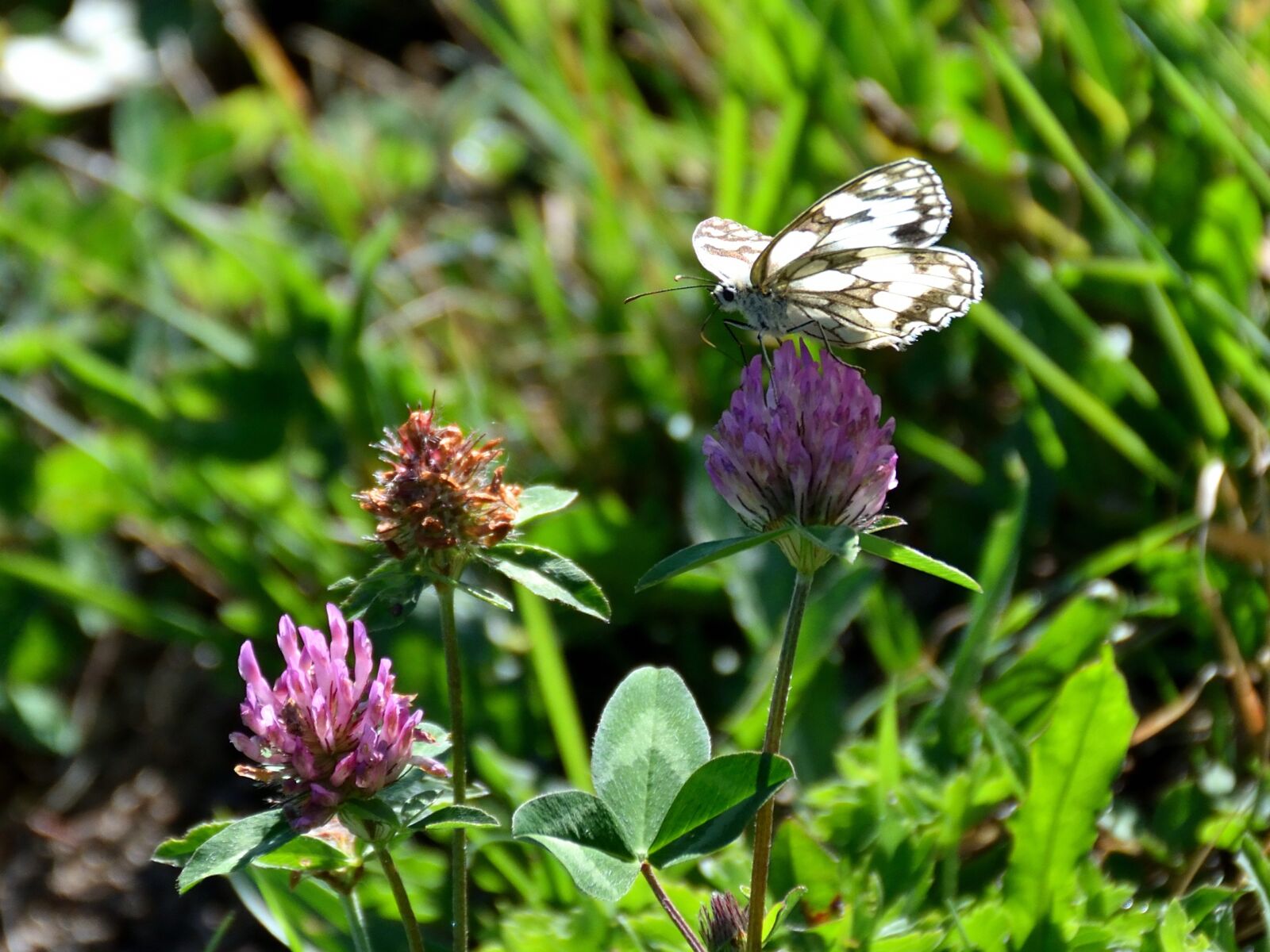 Nikon D5500 sample photo. Butterfly, flower, insect photography