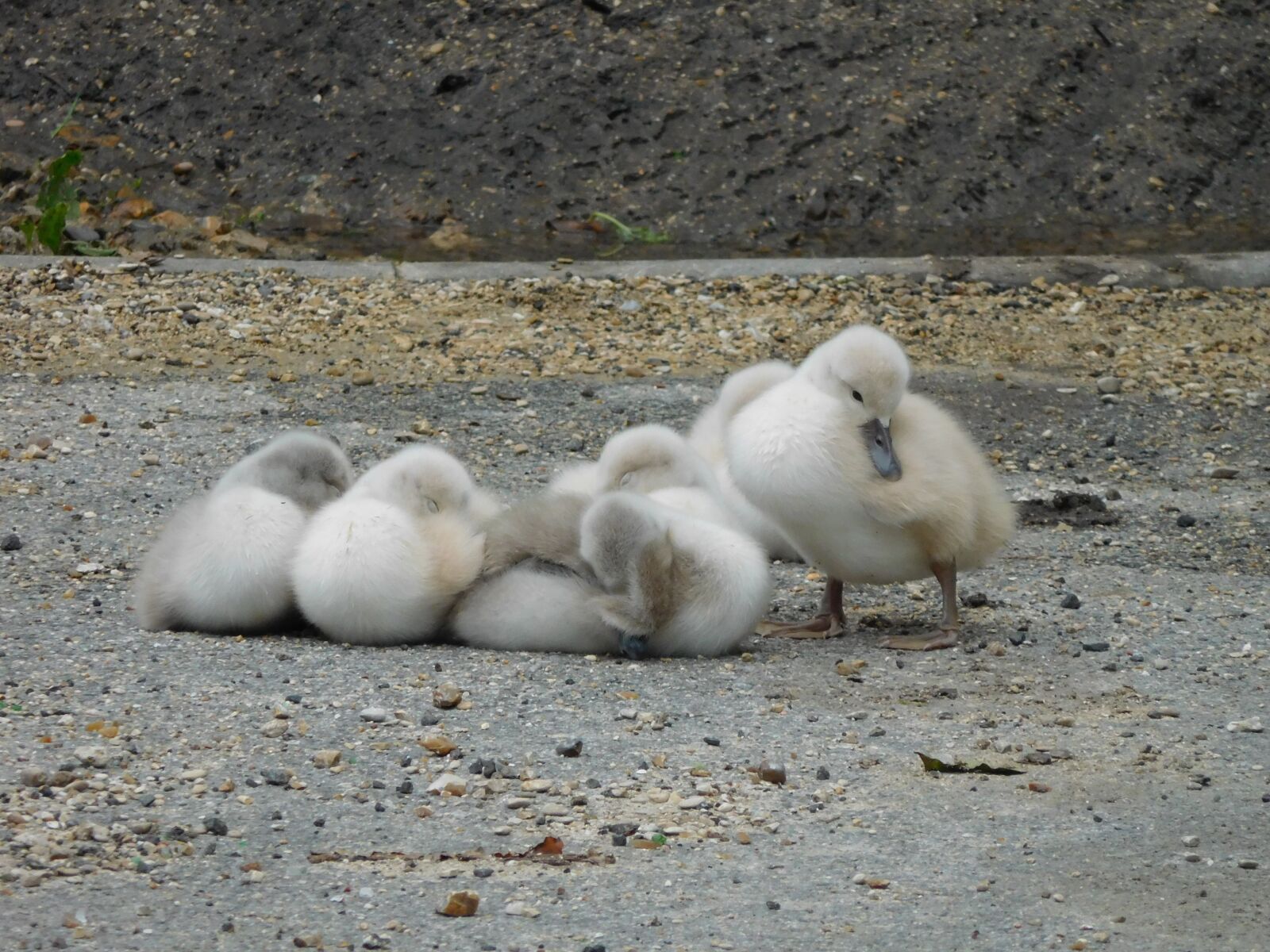 Nikon Coolpix S7000 sample photo. Animals, bird, white swan photography