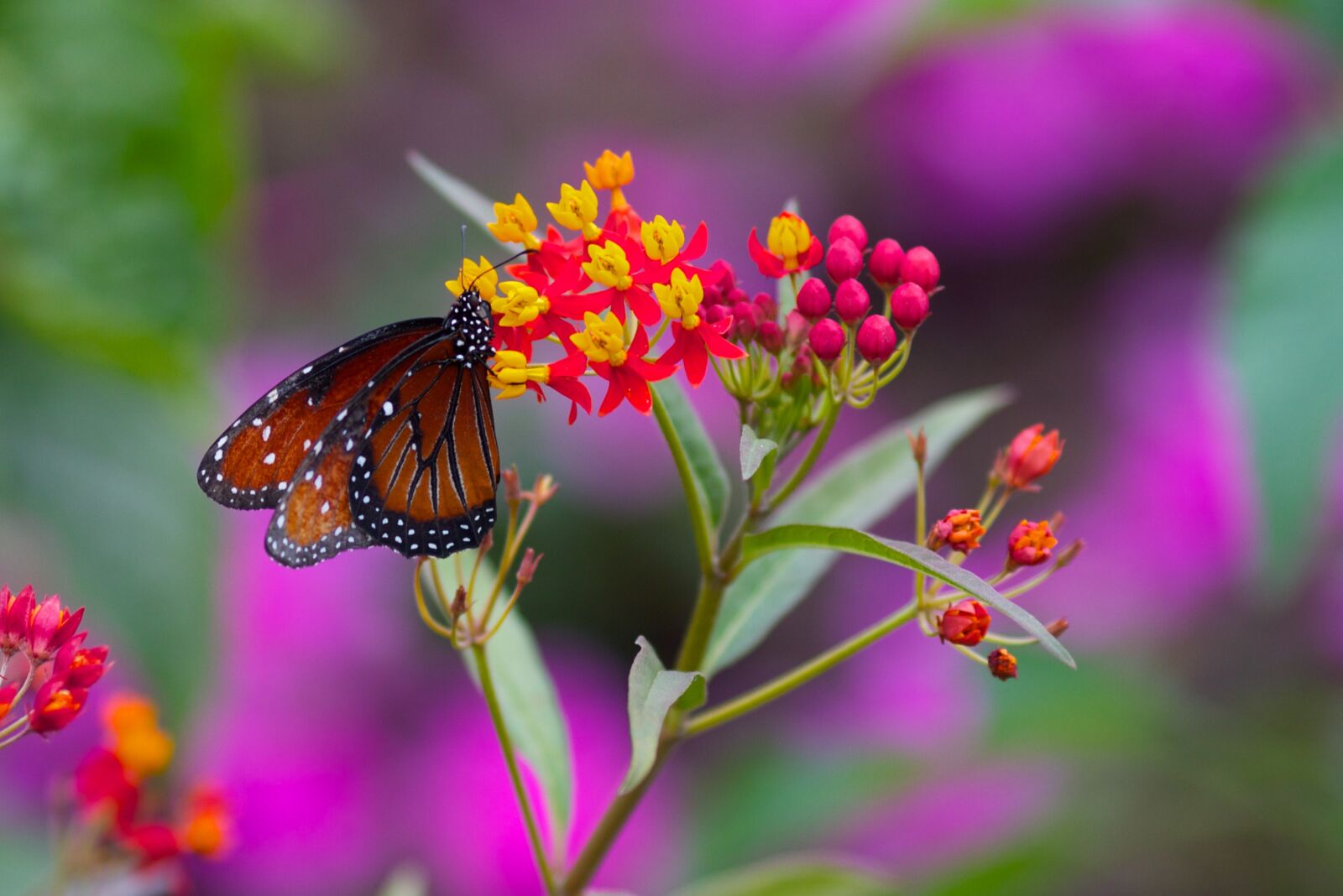 Canon EOS 7D sample photo. Butterfly, flower, spring photography