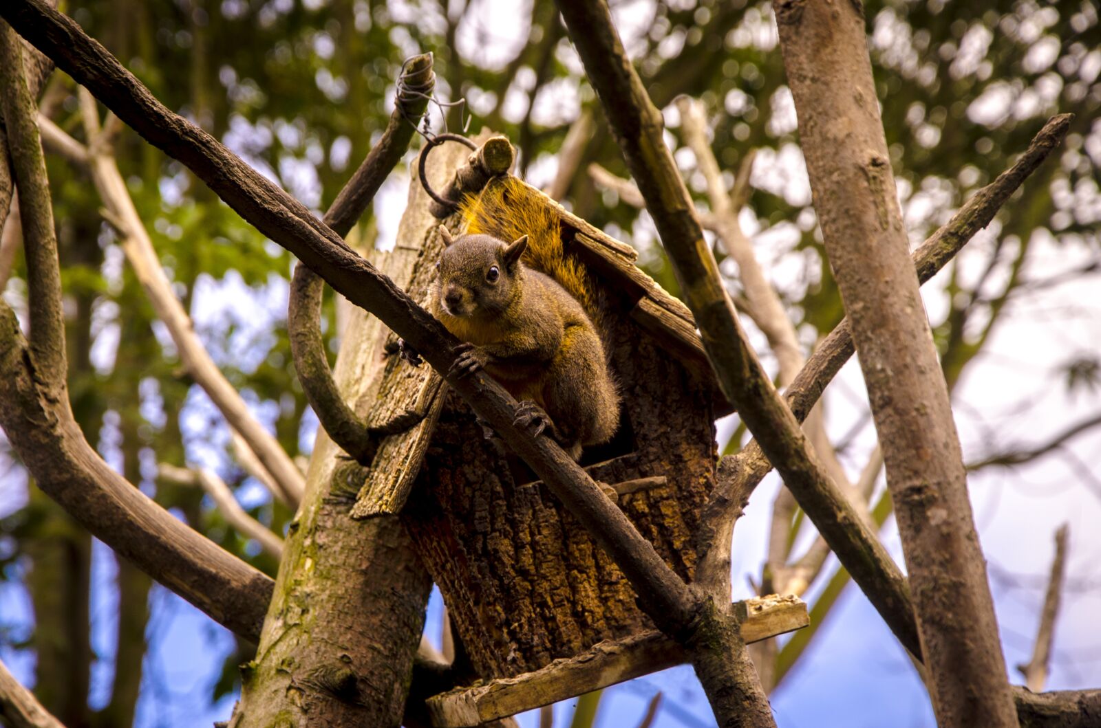 Nikon D7000 sample photo. Animals, squirrel, pet photography