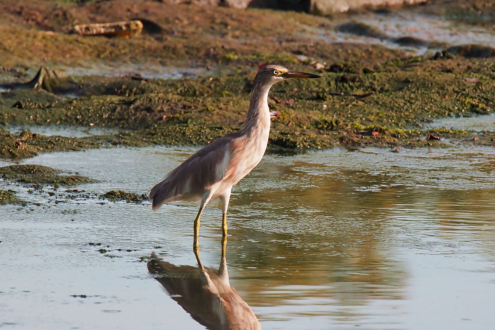 Olympus OM-D E-M1 sample photo. Heron, wild, bird photography