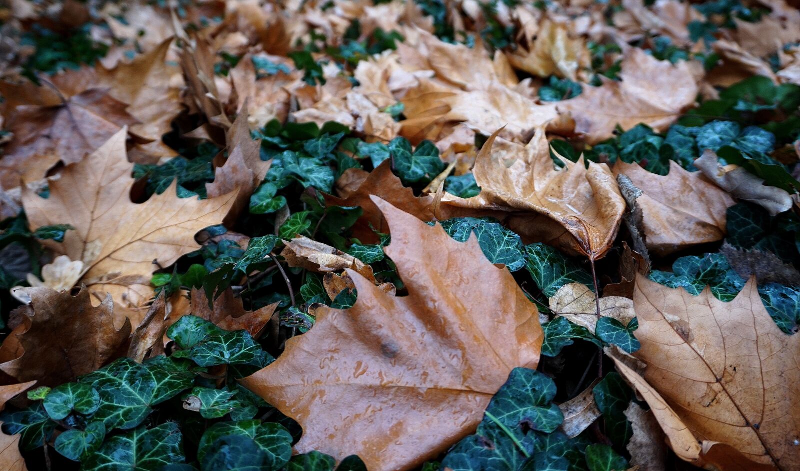 Sony Alpha a5000 (ILCE 5000) sample photo. Foliage, green, brown photography