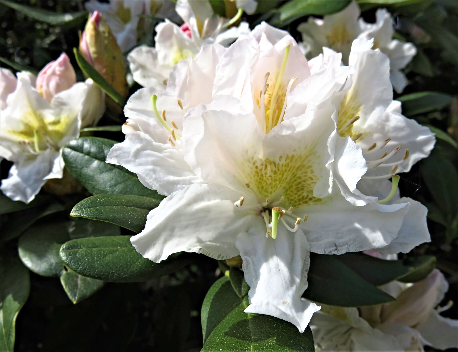 Canon PowerShot SX710 HS sample photo. Rhododendron, rhododendron flower, flowering photography