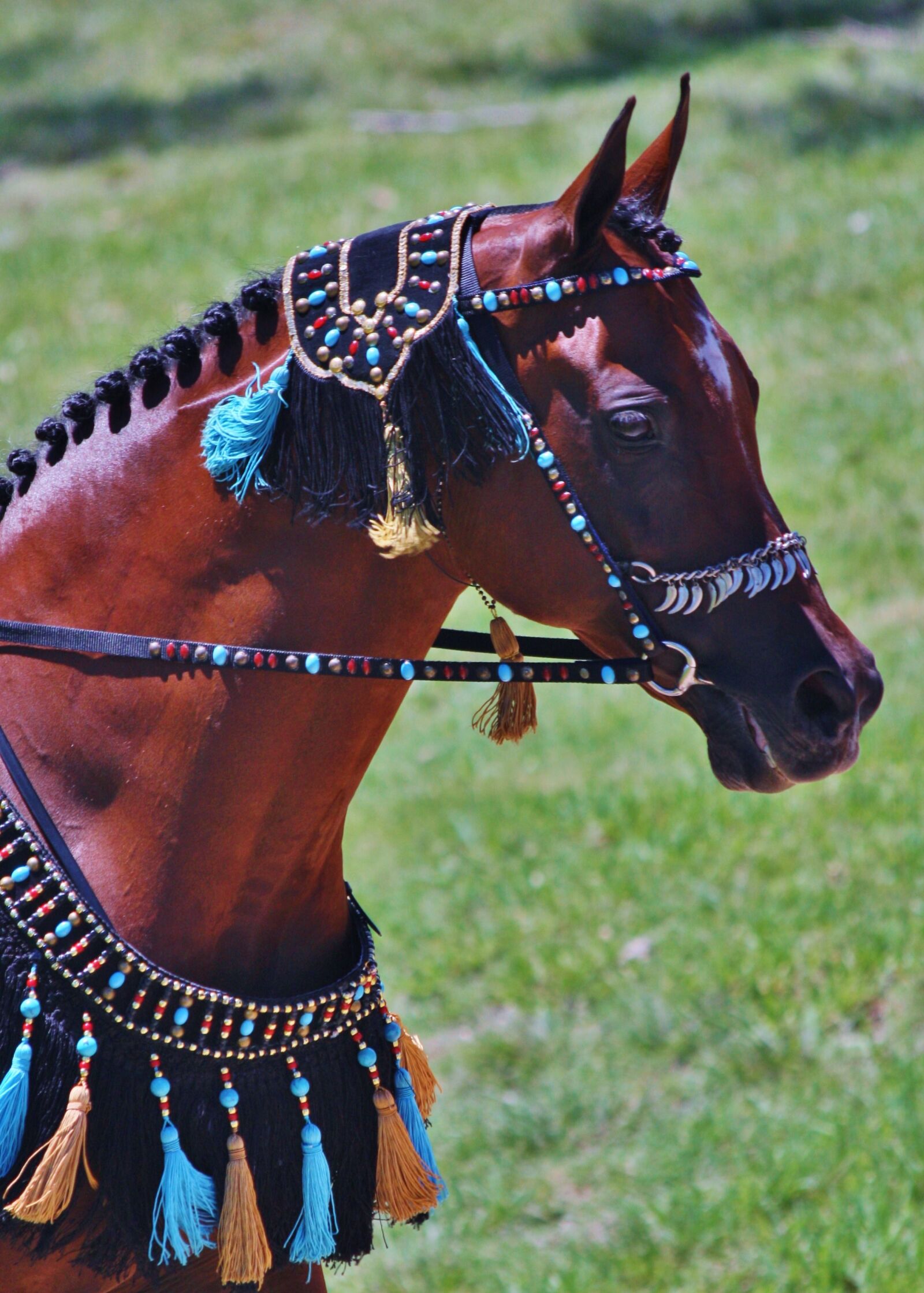 Canon EOS 40D sample photo. Arabian, arabian horses, horses photography