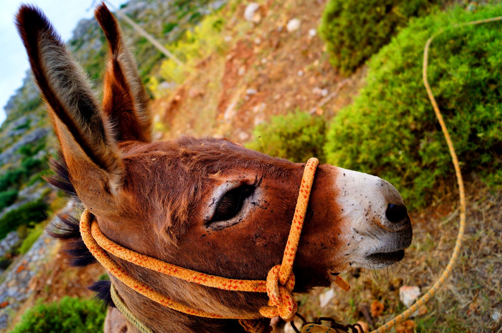 Sony SLT-A37 sample photo. Friend, donkey, peace photography