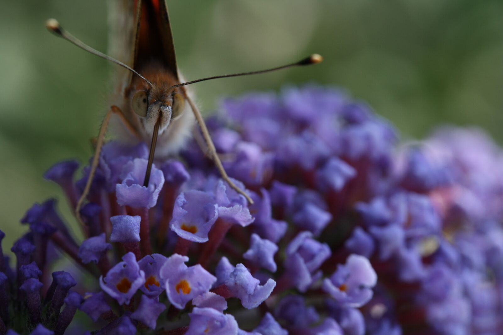 Canon EOS 1000D (EOS Digital Rebel XS / EOS Kiss F) sample photo. Butterfly, macro, insect photography