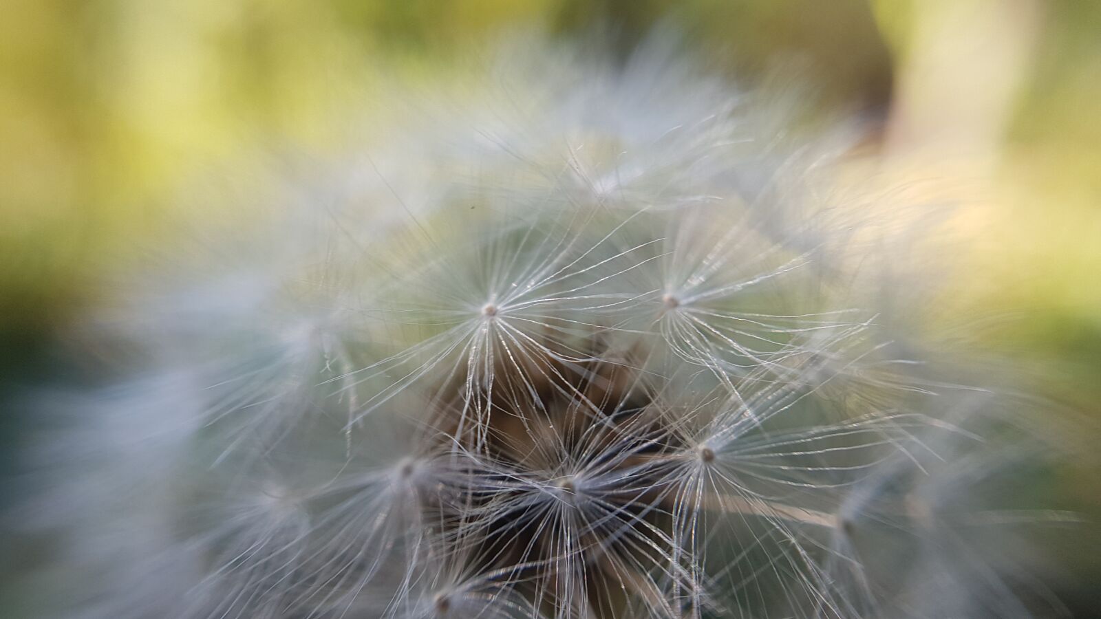Samsung Galaxy S8 sample photo. Flower, nature, plant photography