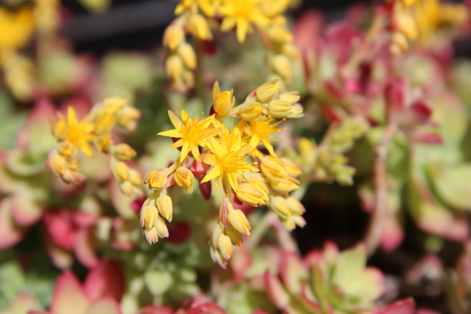 Canon EOS 600D (Rebel EOS T3i / EOS Kiss X5) sample photo. Succulent, flowering succulent, fulfillment photography