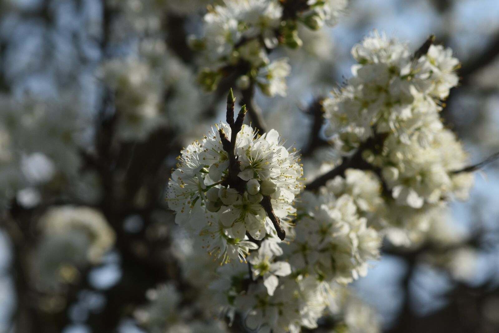 Nikon D7200 sample photo. Flowers, white, spring photography