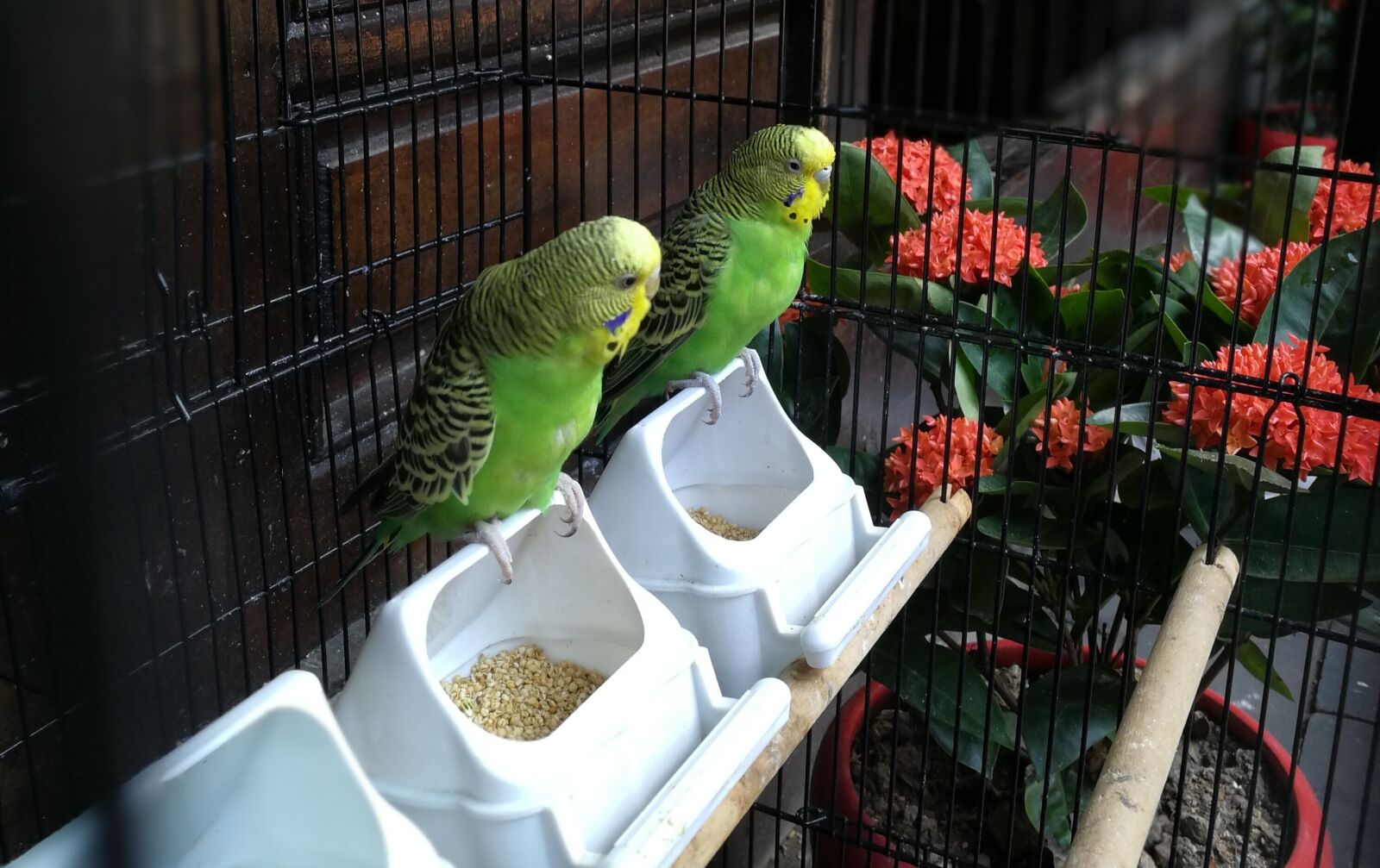 HUAWEI P10 sample photo. Prisoners, parrot, wait and photography