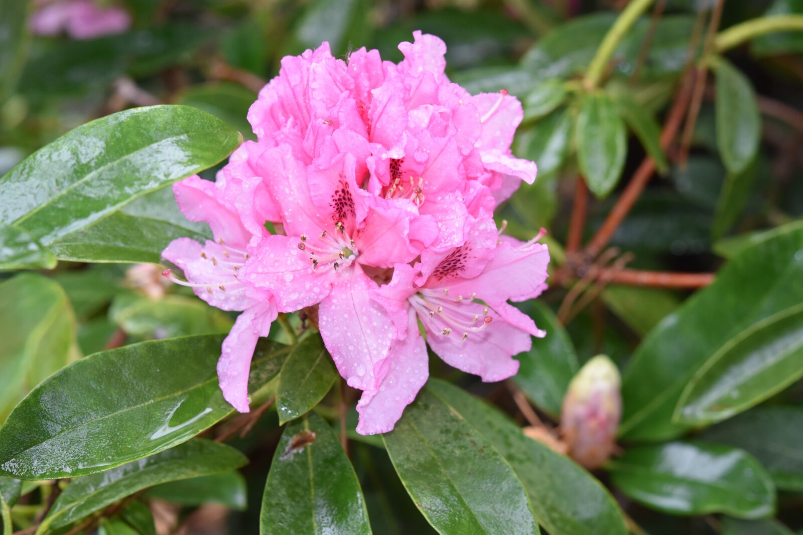 Nikon D5600 sample photo. Flower, pink flower, rhododendron photography